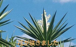 観葉植物 ユッカ エレファンティペス 風水(金運) 青年の木 鹿児島県霧島産 耐寒性 芽・根出し済み
