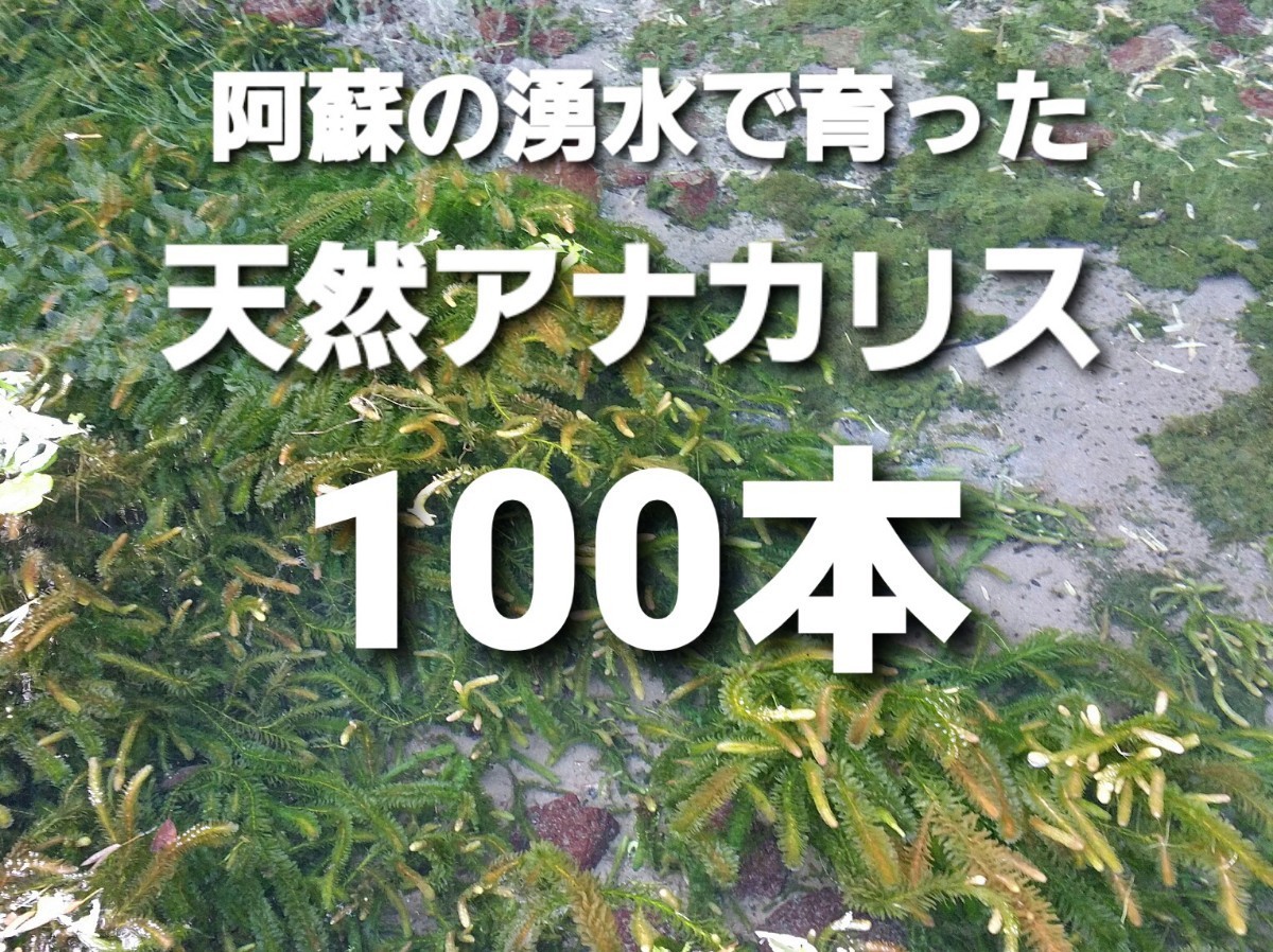 Sale 65 Off 100本cm以上 無農薬アナカリス オオカナダモ 餌水草金魚草金魚藻 Www Anavara Com