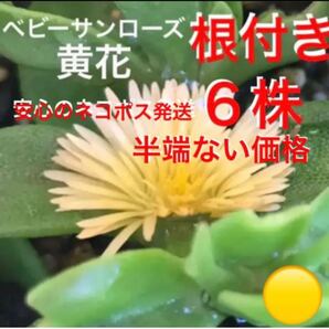 ☆黄色花ベビーサンローズ☆根付き6株=1111円☆初心者向き☆
