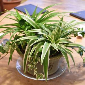 【数量限定】観葉植物 ソトフオリヅルラン(外斑折鶴蘭)抜き苗 1苗