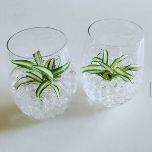 【数量限定】観葉植物 ナカフヒロハオリヅルラン(中斑広葉折鶴蘭)抜き苗 1苗