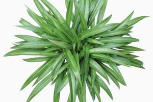 【数量限定】観葉植物 希少なアオオリヅルラン 抜き苗 1苗