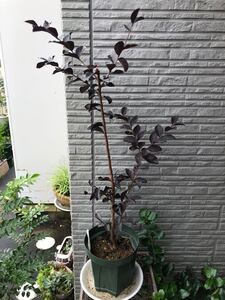銅葉・百日紅苗このまま発送・白花