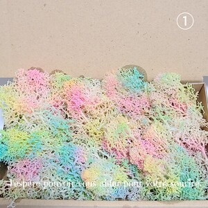 加工海藻* ①珊瑚風モス 海 ハーバリウム 花材