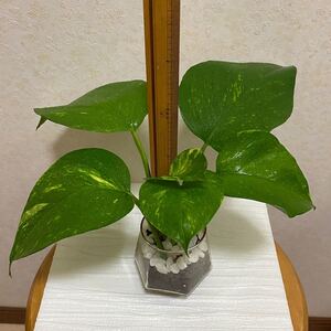 ポトス 大きい葉