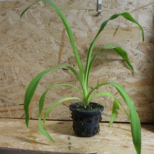 ユッカ ラカンドニカ:Yucca lacandonica 着生激レアユッカ