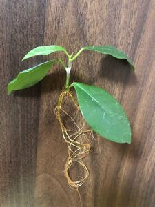 幸福招来 ガジュマル カット苗 水耕栽培