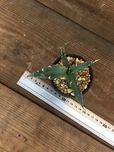 アガベ　キシロナカンサ Agave xylonacantha メキシコ 現地球　子株　希少　アガベ　サボテン　多肉植物　輸入_画像7