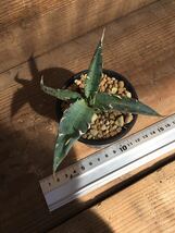 アガベ　キシロナカンサ Agave xylonacantha メキシコ 現地球　子株　希少　アガベ　サボテン　多肉植物　輸入_画像4