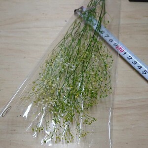 ③かすみ草 カスミ草 フラワーベール 白グリーン プリザーブドフラワー ドライフラワー ハーバリウム 髪飾り はなかんむり 花材