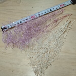 【訳】かすみ草 カスミ草 パープル プリザーブドフラワー 花材 ドライフラワー ハーバリウム ハンドメイド はなかんむり 大地農園