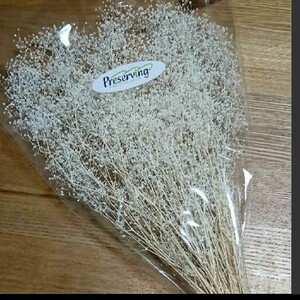 かすみ草 カスミ 草 プリザーブドフラワー 大地農園 花材 ドライフラワー ハンドメイド ハーバリウム 髪飾り はなかんむり