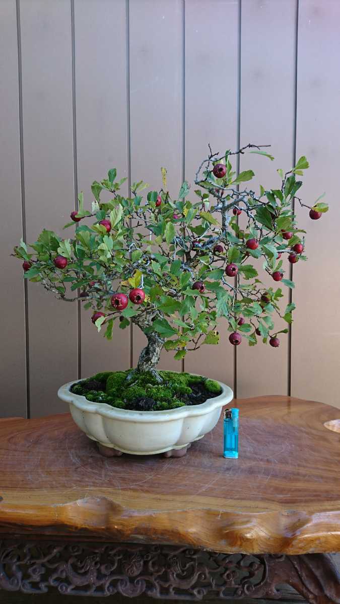 盆栽 ピラカンサ 樹高18cm 盆栽 ピラカンサ 樹高18cm - 13