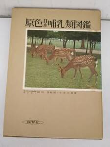 p658 原色日本哺乳類図鑑 保育社 保育社の原色図鑑7 昭和41年7刷 1Gb2