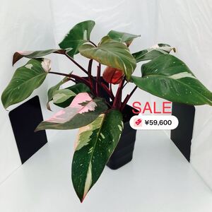 希少 フィロデンドロン ピンクプリンセス 4芽 観葉植物 極美斑(A-2)