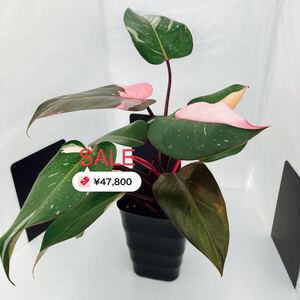 希少 フィロデンドロン ピンクプリンセス 3芽 観葉植物 美斑 ハーフムーン (A-3)