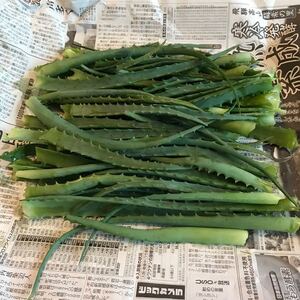 キダチアロエ 生葉 500g お得用