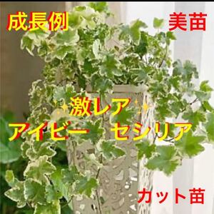 激レア イングリッシュアイビーセシリア美苗 カット苗 数量限定