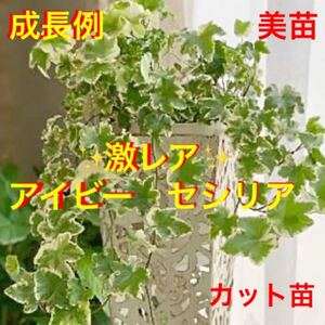 激レア イングリッシュアイビーセシリア美苗 カット苗 数量限定