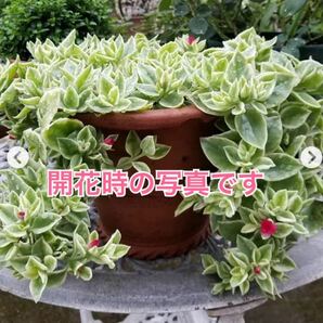 【幸運の花を育ててみませんか】斑入り　ベビーサンローズ　4ポット　抜き苗