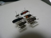 D23 カミキリムシ類6頭　マレーシア・カメロンハイランド産　標本　昆虫　甲虫_画像2