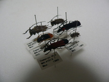 D23 カミキリムシ類6頭　マレーシア・カメロンハイランド産　標本　昆虫　甲虫_画像5