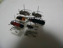 D23 カミキリムシ類6頭　マレーシア・カメロンハイランド産　標本　昆虫　甲虫_画像6