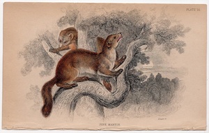 1838年 Jardine 手彩色 鋼版画 四足獣 Pl.14 イタチ科 テン属 マツテン Pine Martin 博物画