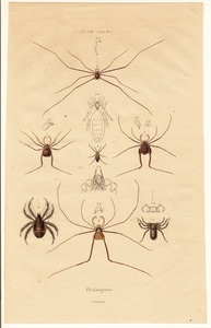 1838年 フランス Guerin 博物事典 鋼版画 手彩色 Pl.539 ザトウムシ類 メクラグモ類など7種 Phalangiens 博物画