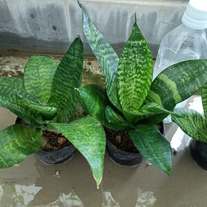 観葉植物、サンスベリア 4鉢セット