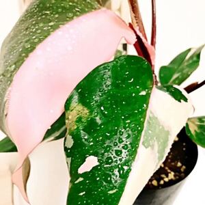 フィロデンドロン ピンク ホワイト プリンセス 斑入り レア種