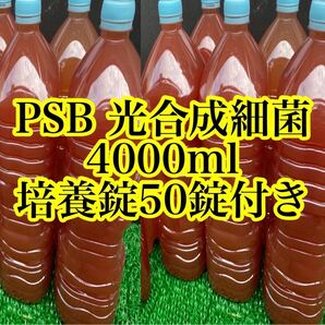 PSB光合成細菌4000ml 培養酵母セット