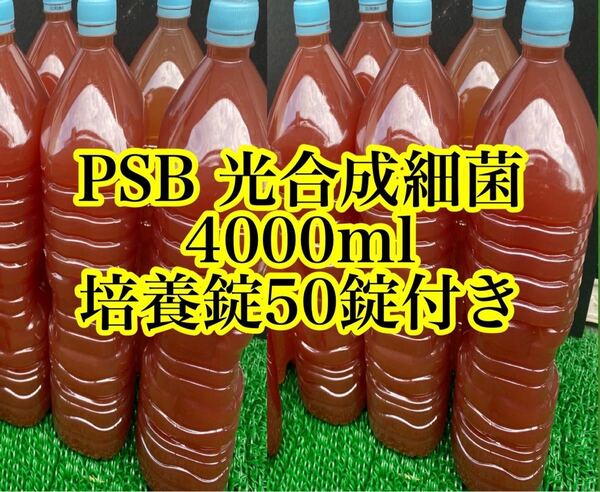 PSB光合成細菌4000ml 培養酵母セット