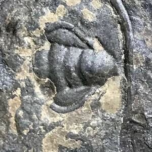 三葉虫・87g（中国産化石標本）