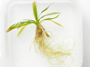 Paypayフリマ メダカ水草 セット ビオトープ ナガバオモダカ Paypayフリマ メダカ水草 セット ビオトープ ナガバオモダカ