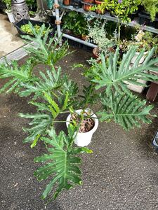 8寸*セローム*観葉植物インテリアグリーンフィロデンドロン