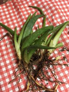 アロエベラの子株 ★抜き株 5株以上保証 ★匿名配送★送料込み 親株に花が咲きました