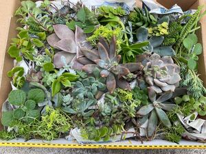 多肉植物 カット苗 詰め合わせ 宅急便コンパクト 初心者向け