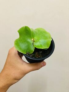 p.andinum ビカクシダ アンディナム 子株