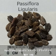 種子 種 Passiflora Ligularis スイート グラナディラ 耐寒性蔓性低木 トケイソウ 時計草 グリーンカーテン 種子　10粒_画像2