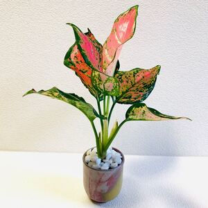 ハイドロカルチャー アグラオネマ バレンタイン 小石原焼 陶器 観葉植物