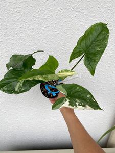 シンゴニウム フレンチマーブル