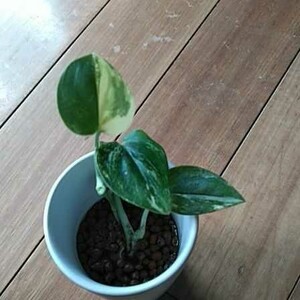 モンステラ スタンド レイアナ 斑入り