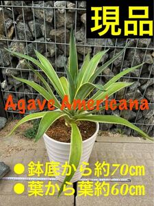 ★日頃の感謝SALE★ラスト★大株★アガベアメリカーナ&オマケ付き★
