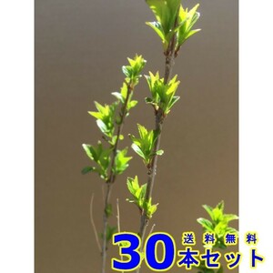 植木 コムラサキシキブ (小紫式部) 15.0ｐ 30本 樹高0.4ｍ前後 15.0ｐ 植木　苗木　シンボルツリー　生垣
