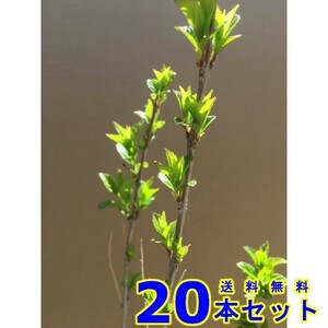 植木 コムラサキシキブ (小紫式部) 15.0ｐ 20本 樹高0.4ｍ前後 15.0ｐ 植木　苗木　シンボルツリー　生垣