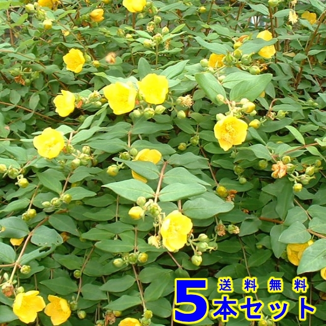 大特価!! ヒペリカム/カリシナム 10.5cmポット 25本セット 送料無料【保付】 - 植木、庭木 - hlt.no 大特価!! ヒペリカム/カリシナム 10.5cmポット 25本セット 送料無料【保付】 - 植木、庭木 - hlt.no