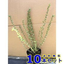 植木 ハクチョウゲ　白花 (白丁花) 15.0ｐ 10本 樹高0.3ｍ前後 15.0ｐ 植木　苗木　シンボルツリー　生垣_画像1