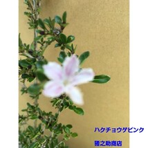 植木 ハクチョウゲ　ピンク花 (白丁花) 15.0ｐ 10本 樹高0.3ｍ前後 15.0ｐ 植木　苗木　シンボルツリー　生垣_画像2