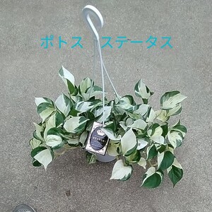 ポトス ステータス 5号吊り鉢
